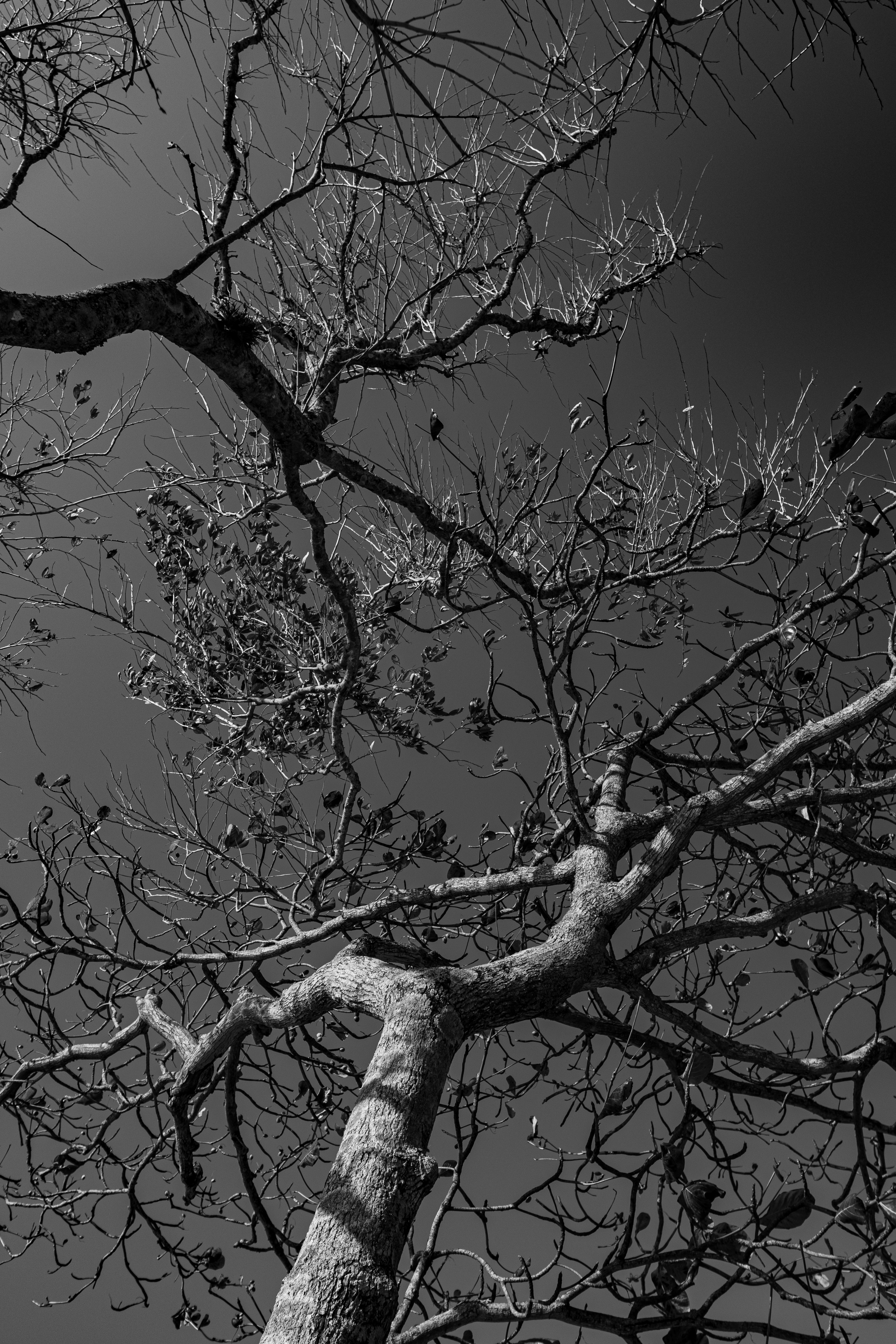 Fotografia em preto e branco de duas árvores que se abraçam. A imagem foi feita de baixo pra cima, criando uma perspectiva dos troncos e galhos subindo ao céu cinzento.